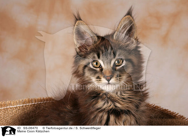 Maine Coon Ktzchen / Maine Coon kitten / SS-06470