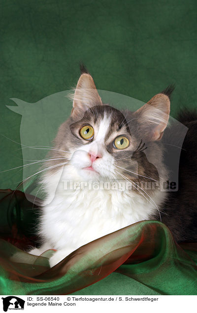 liegende Maine Coon / lying Maine Coon / SS-06540