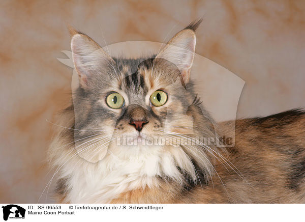 Maine Coon Portrait / Maine Coon Portrait / SS-06553