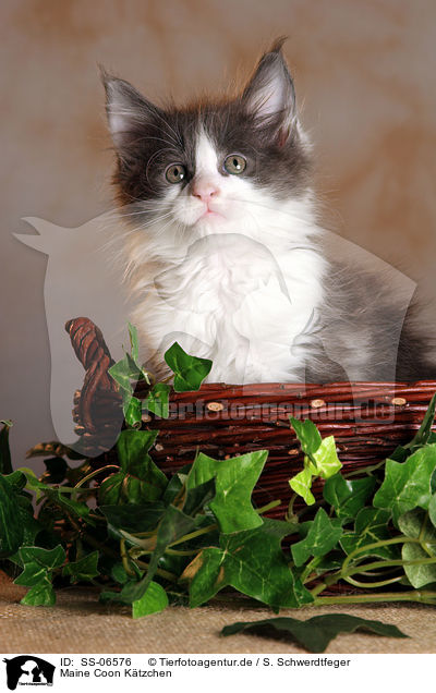 Maine Coon Ktzchen / Maine Coon kitten / SS-06576