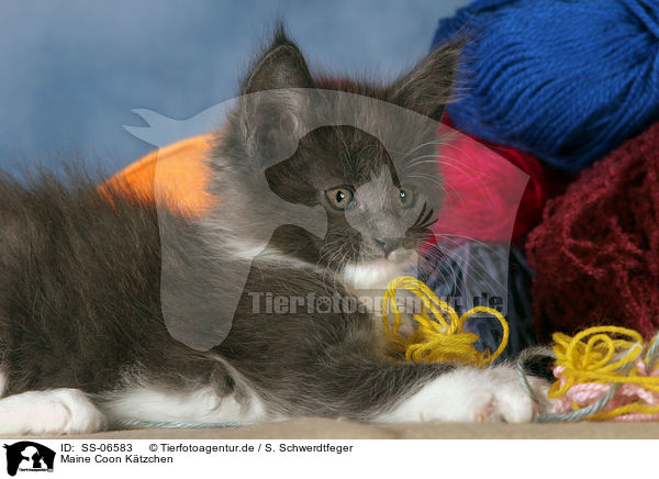 Maine Coon Ktzchen / Maine Coon kitten / SS-06583