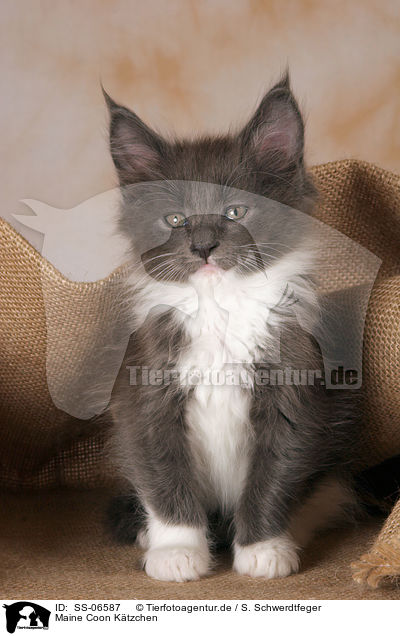 Maine Coon Ktzchen / Maine Coon kitten / SS-06587