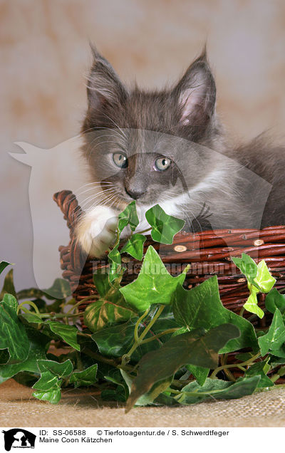 Maine Coon Ktzchen / Maine Coon kitten / SS-06588