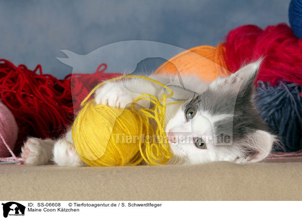 Maine Coon Ktzchen / Maine Coon Kitten / SS-06608