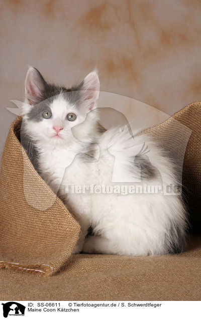 Maine Coon Ktzchen / Maine Coon Kitten / SS-06611