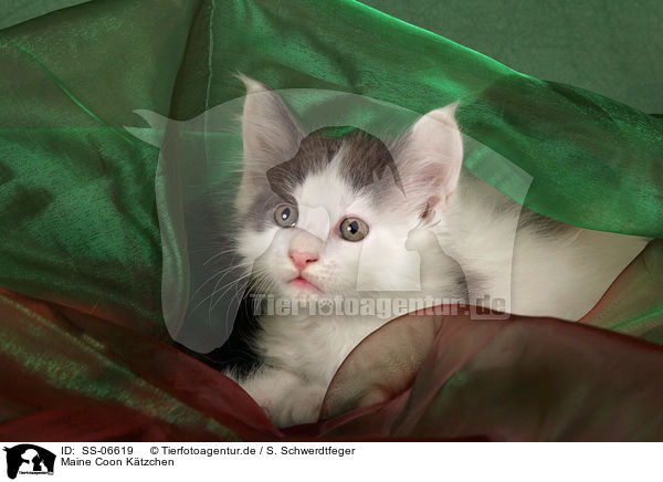 Maine Coon Ktzchen / Maine Coon Kitten / SS-06619