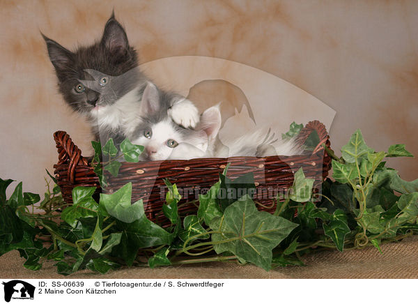 2 Maine Coon Ktzchen / 2 Maine Coon Kitten / SS-06639