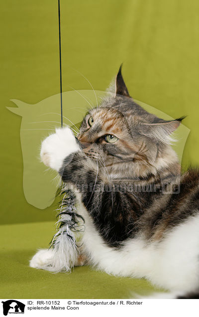 spielende Maine Coon / playing Maine Coon / RR-10152