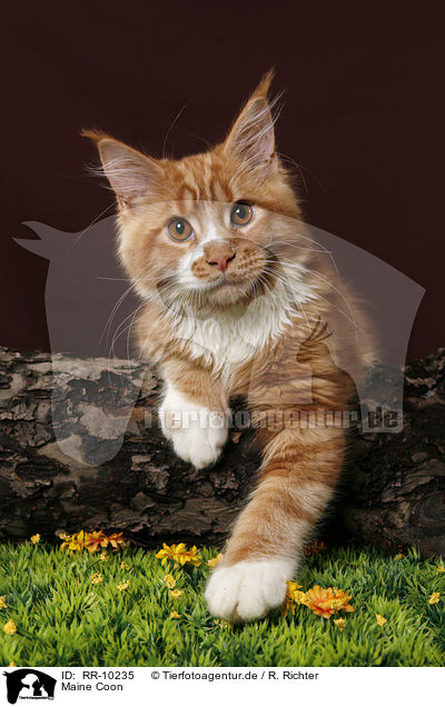 Maine Coon / RR-10235