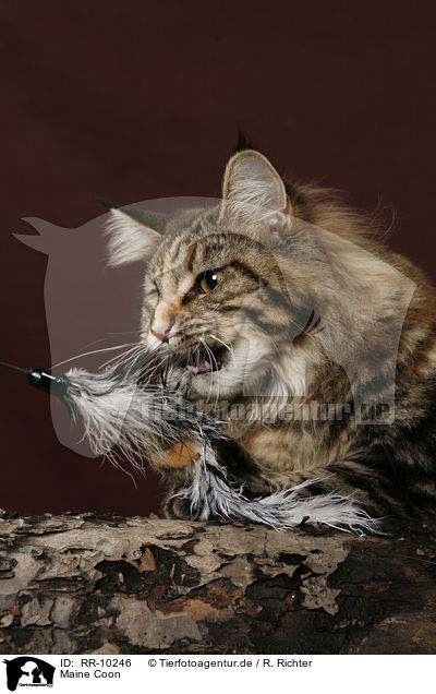 Maine Coon / RR-10246