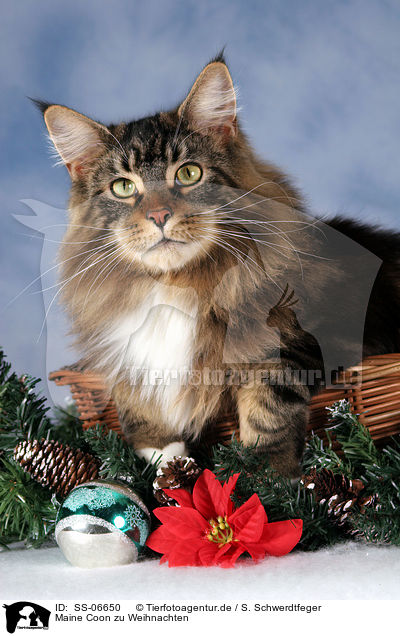 Maine Coon zu Weihnachten / Maine Coon at christmas / SS-06650