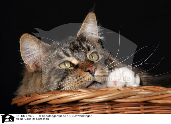 Maine Coon im Krbchen / Maine Coon in Basket / SS-06672