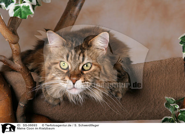 Maine Coon im Kratzbaum / Maine Coon in cat tree / SS-06693