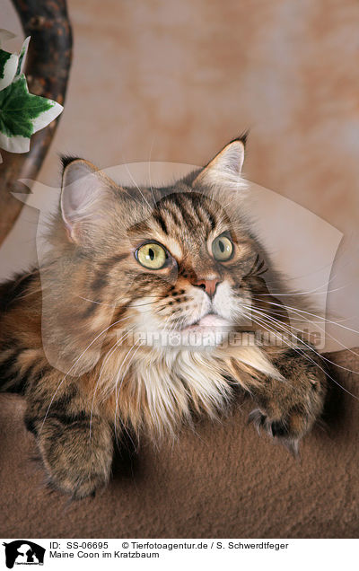Maine Coon im Kratzbaum / Maine Coon in cat tree / SS-06695