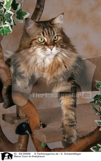 Maine Coon im Kratzbaum / Maine Coon in cat tree / SS-06696