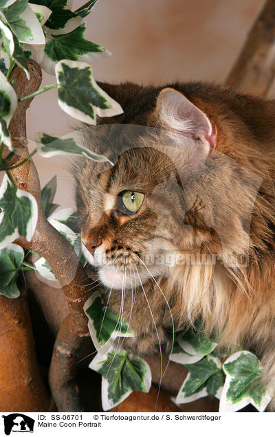 Maine Coon Portrait / Maine Coon Portrait / SS-06701