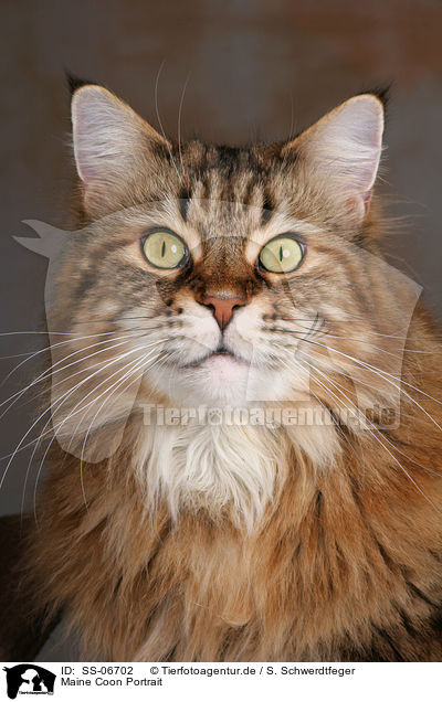 Maine Coon Portrait / Maine Coon Portrait / SS-06702