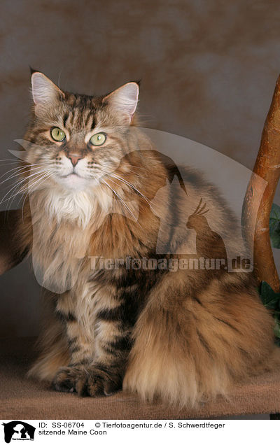 sitzende Maine Coon / sitting Maine Coon / SS-06704
