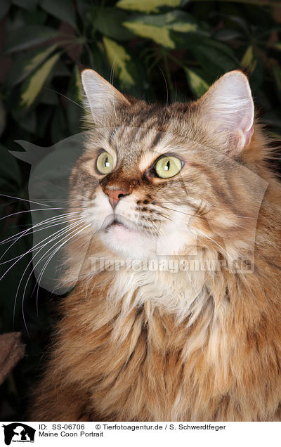 Maine Coon Portrait / Maine Coon Portrait / SS-06706