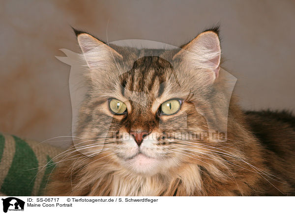 Maine Coon Portrait / Maine Coon Portrait / SS-06717