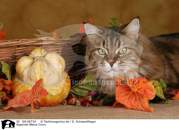 liegende Maine Coon / lying Maine Coon / SS-06734