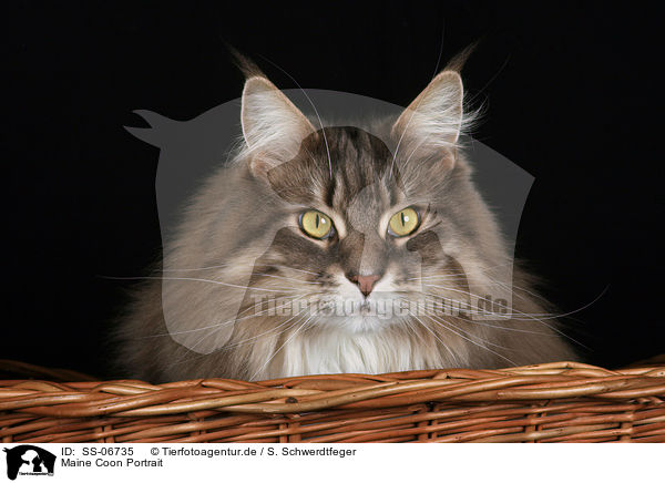 Maine Coon Portrait / Maine Coon Portrait / SS-06735