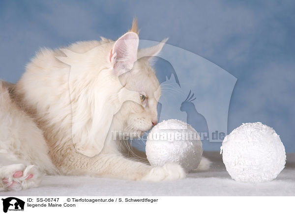 liegende Maine Coon / lying Maine Coon / SS-06747
