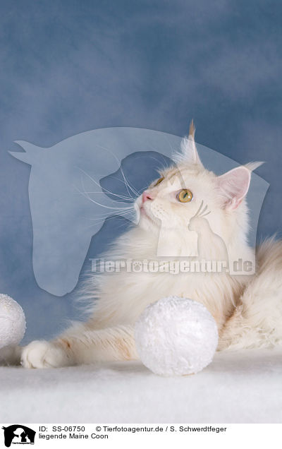liegende Maine Coon / lying Maine Coon / SS-06750