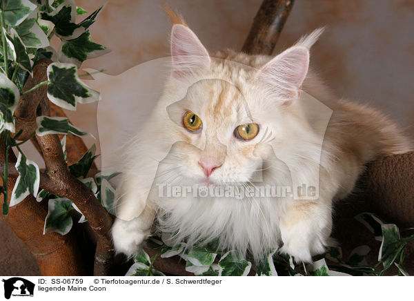 liegende Maine Coon / lying Maine Coon / SS-06759