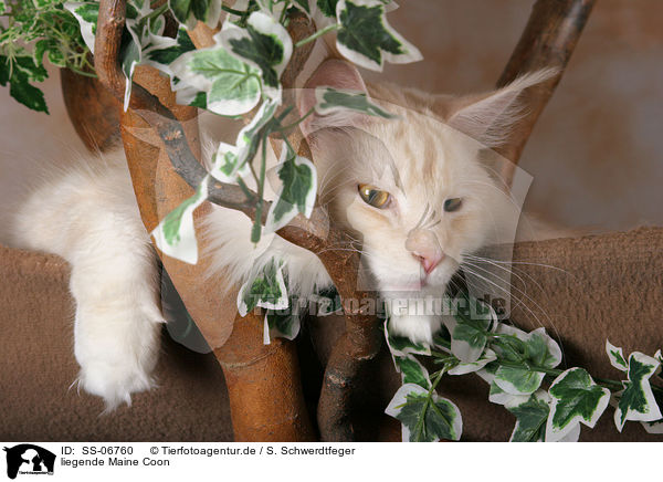 liegende Maine Coon / lying Maine Coon / SS-06760