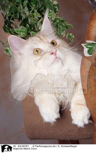 liegende Maine Coon / Mlying Maine Coon / SS-06761