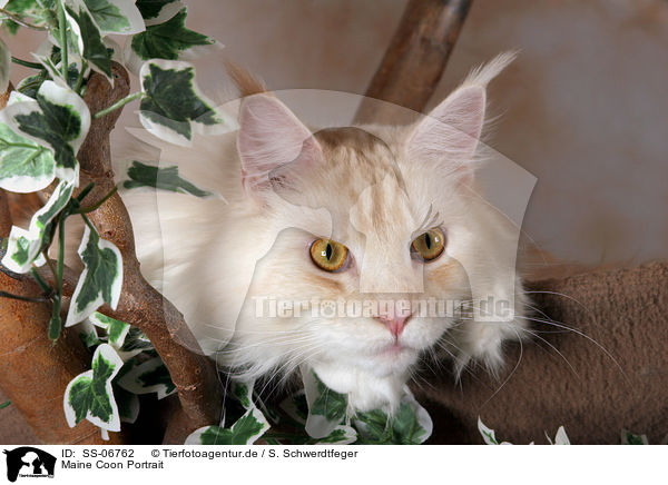 Maine Coon Portrait / Maine Coon Portrait / SS-06762