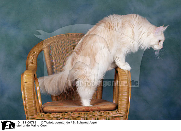 stehende Maine Coon / standing Maine Coon / SS-06783