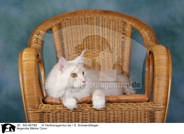 liegende Maine Coon / lying Maine Coon / SS-06788