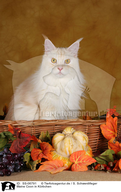 Maine Coon in Krbchen / Maine Coon in basket / SS-06791