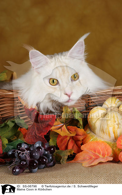 Maine Coon in Krbchen / Maine Coon in basket / SS-06796