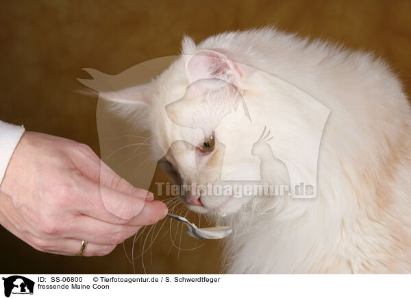 fressende Maine Coon / SS-06800