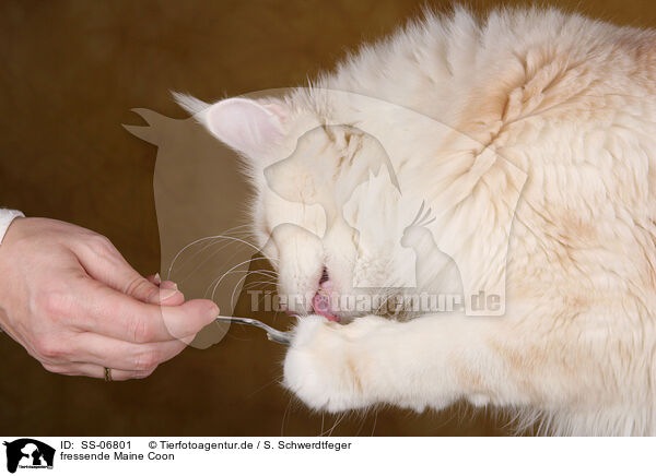 fressende Maine Coon / SS-06801