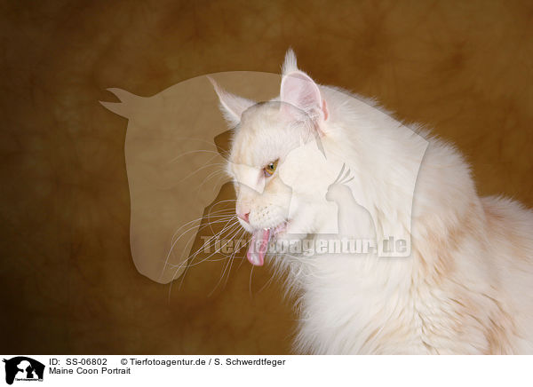 Maine Coon Portrait / Maine Coon Portrait / SS-06802