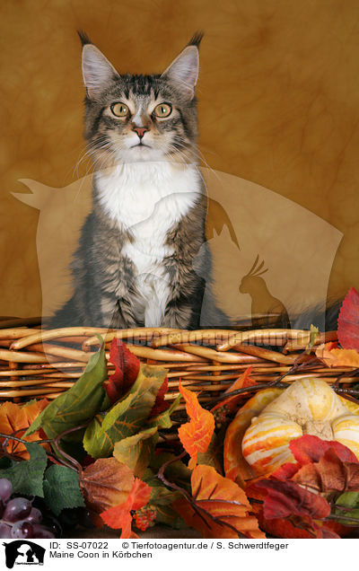 Maine Coon in Krbchen / Maine Coon in basket / SS-07022