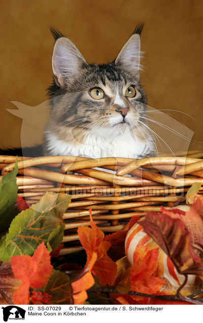 Maine Coon in Krbchen / Maine Coon in basket / SS-07029