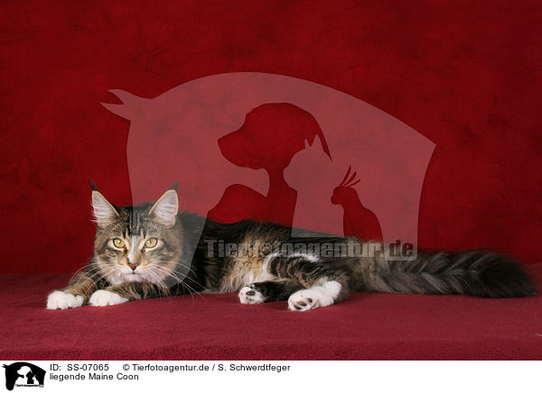 liegende Maine Coon / lying Maine Coon / SS-07065
