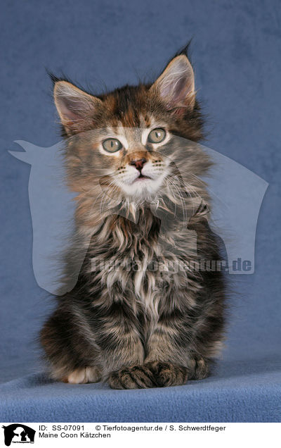 Maine Coon Ktzchen / Maine Coon Kitten / SS-07091