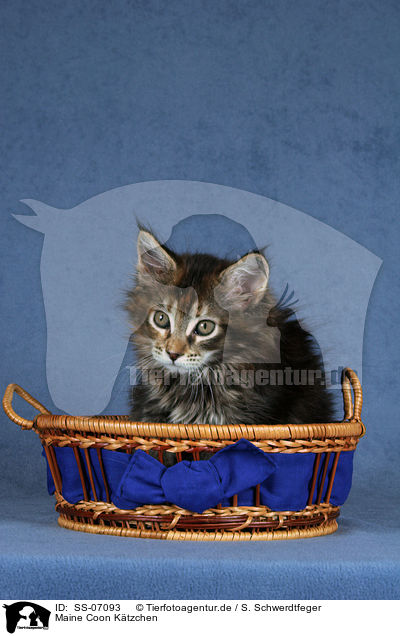 Maine Coon Ktzchen / Maine Coon Kitten / SS-07093