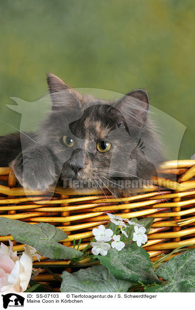 Maine Coon in Krbchen / Maine Coon in basket / SS-07103