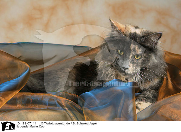 liegende Maine Coon / lying Maine Coon / SS-07111