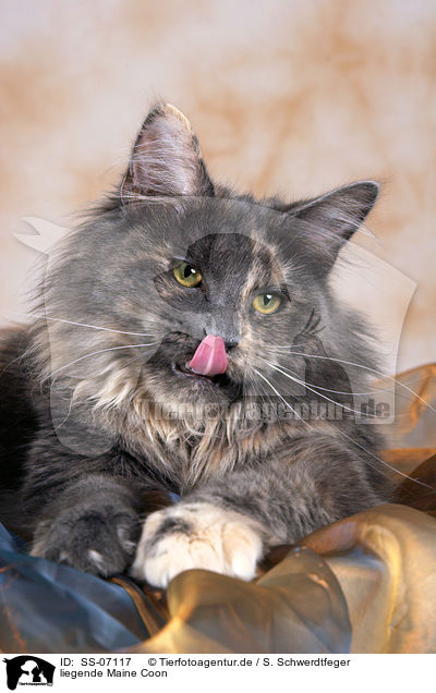 liegende Maine Coon / lying Maine Coon / SS-07117