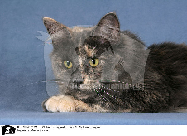 liegende Maine Coon / lying Maine Coon / SS-07121