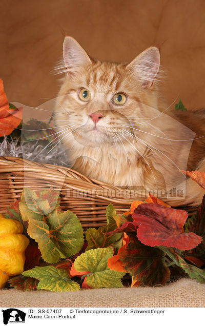 Maine Coon Portrait / Maine Coon Portrait / SS-07407