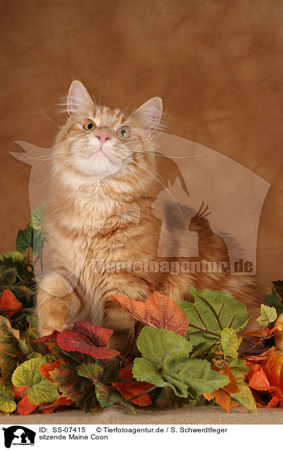 sitzende Maine Coon / sitting Maine Coon / SS-07415